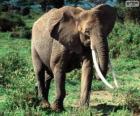 Ένας ελέφαντας με χαυλιόδοντες